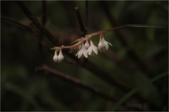 Ophiopogon intermedius